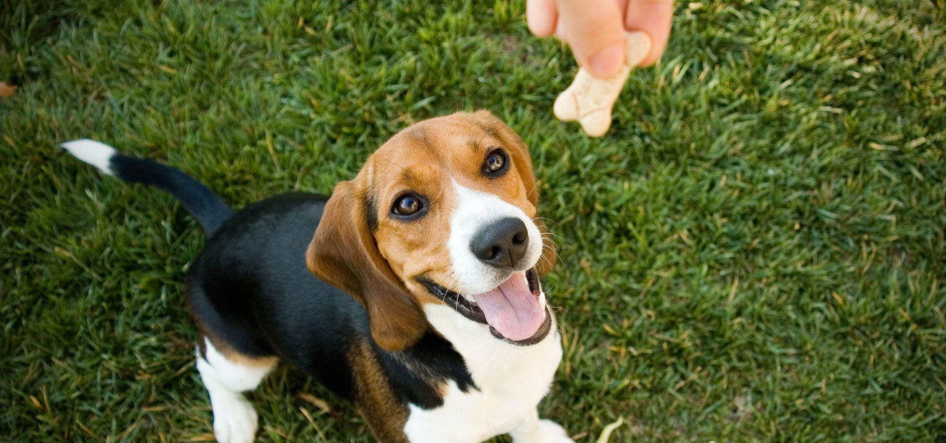 Kvalitetsfôr til hund og katt