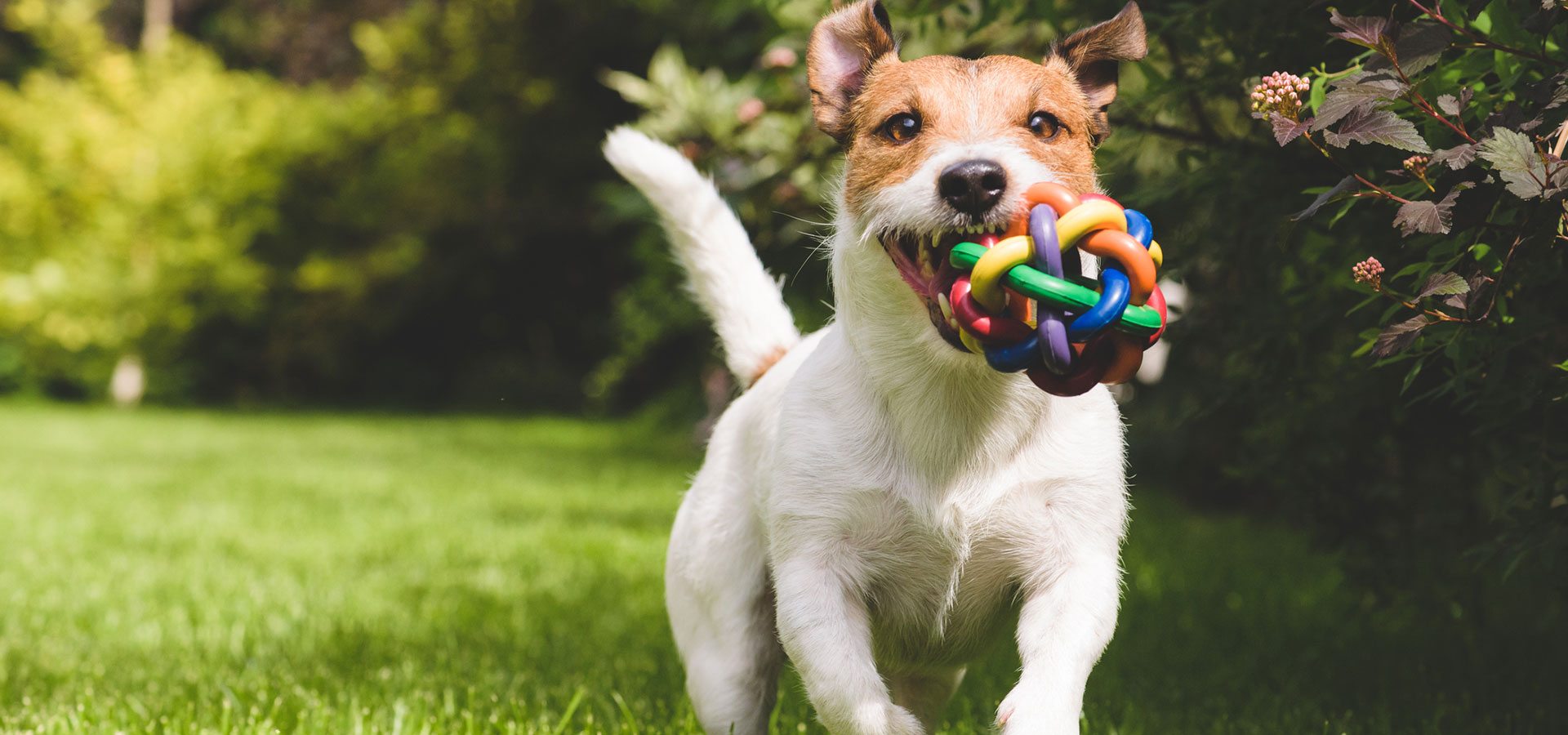 Kvalitetsfôr til hund og katt