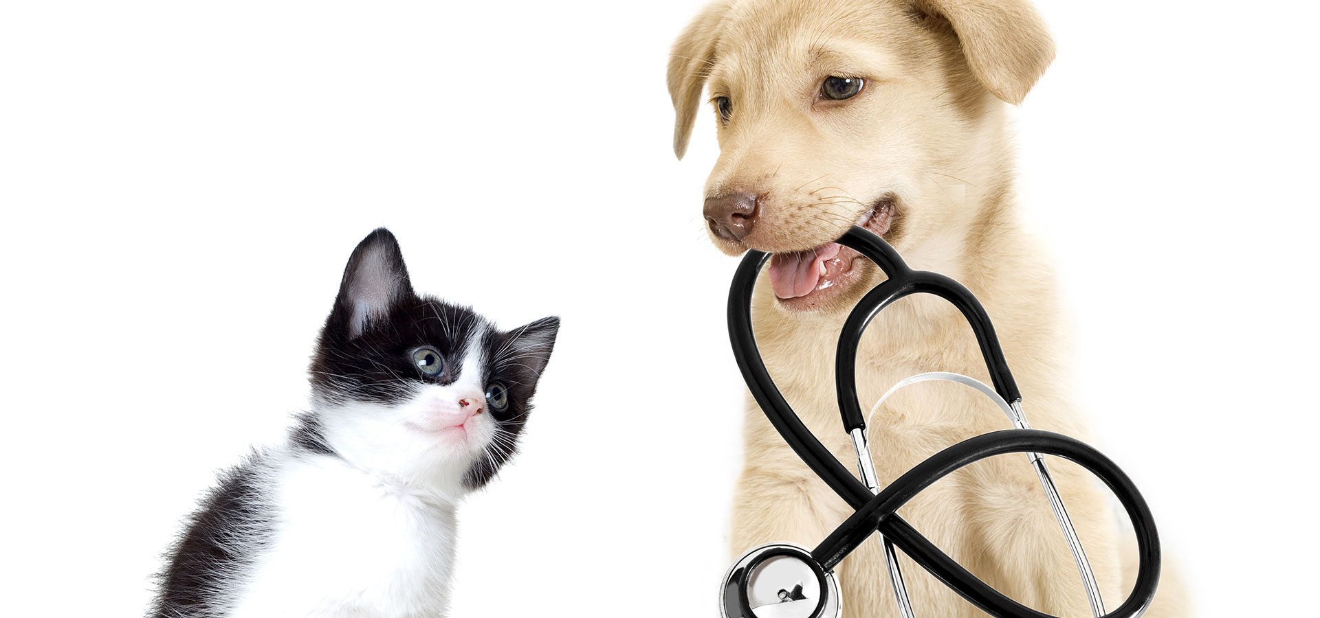 iStock-462435907