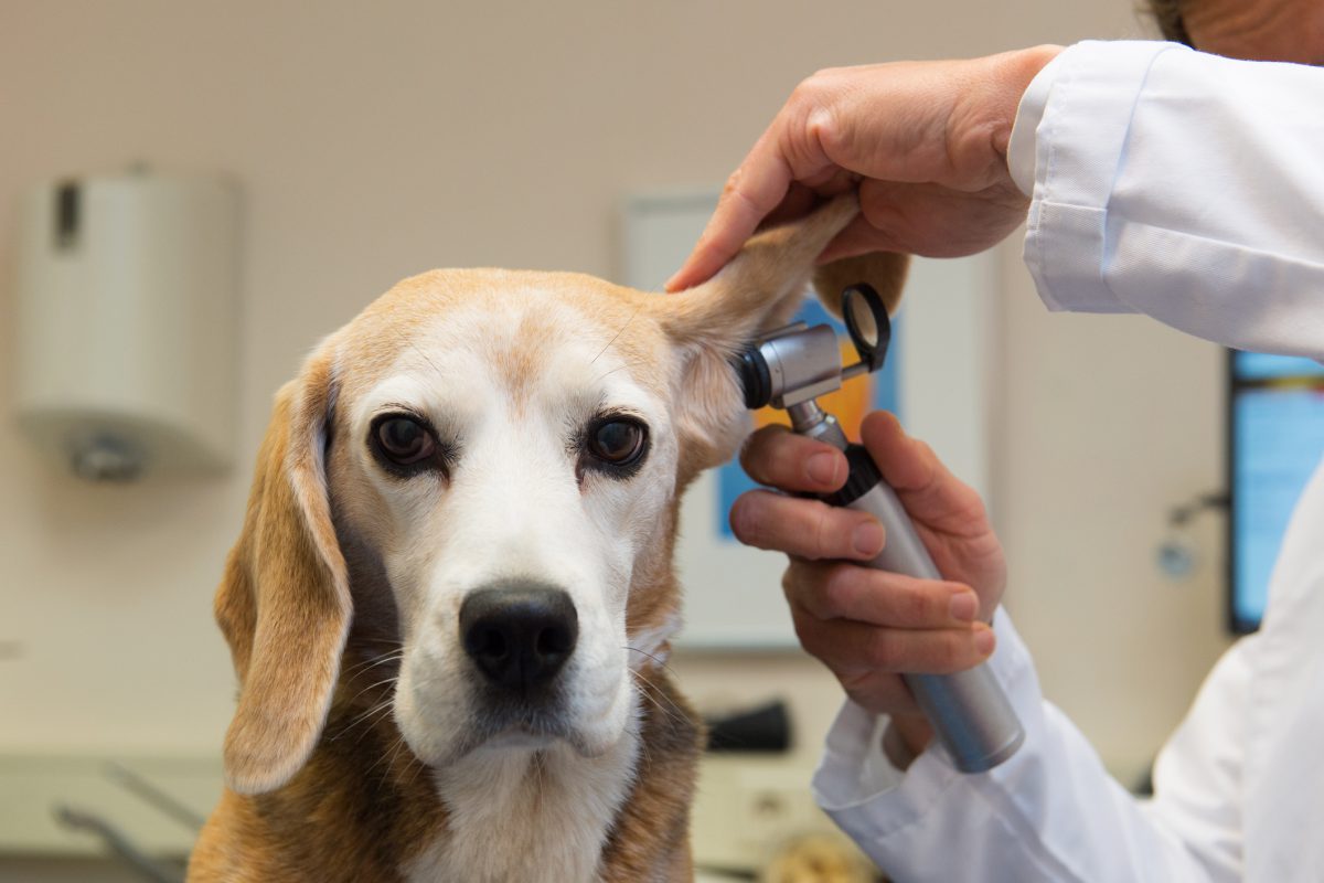 Ørebetennelse hos hund