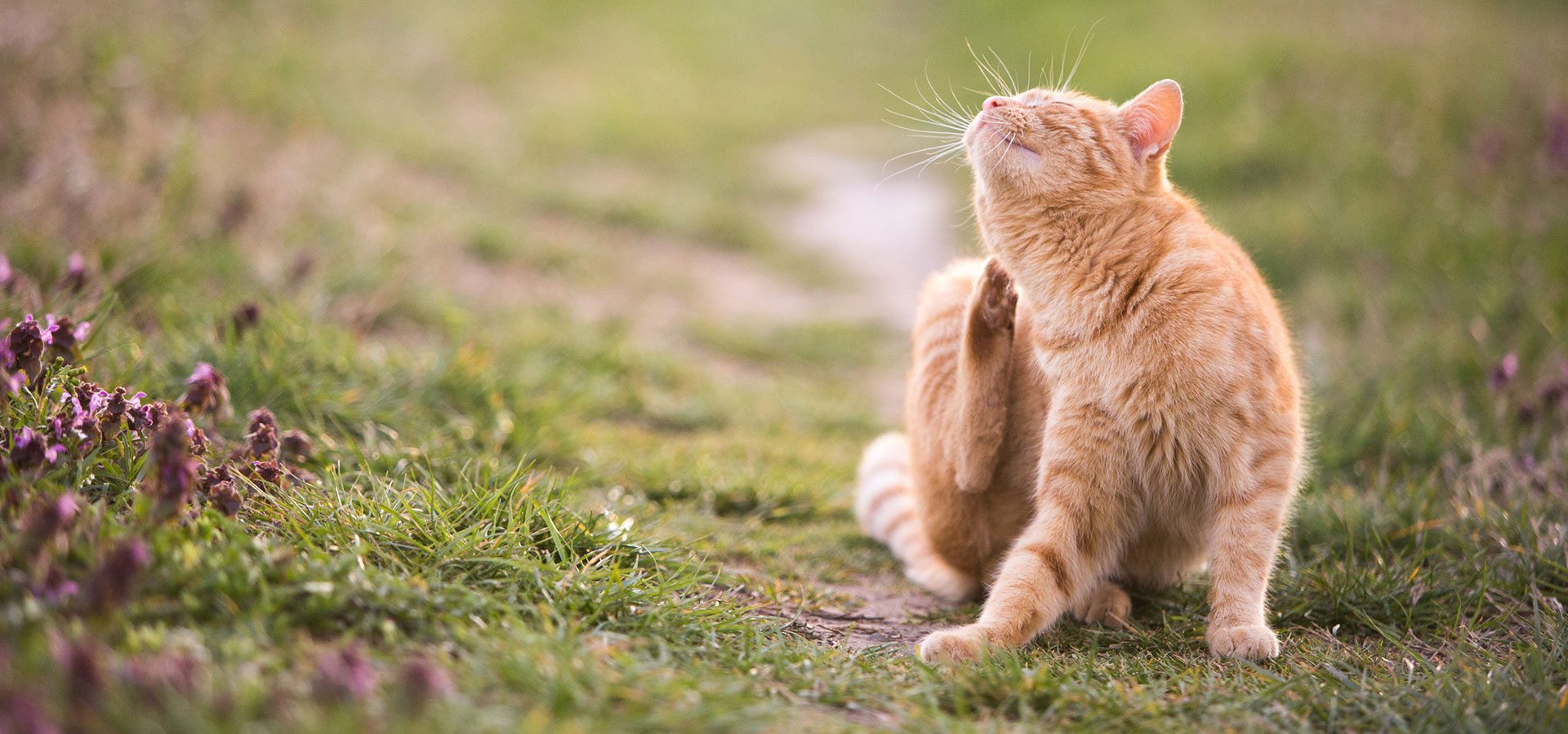 Hudproblemer hos katt