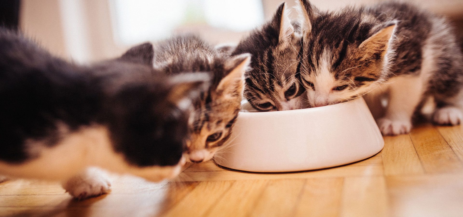 Kvalitetsfôr til hund og katt