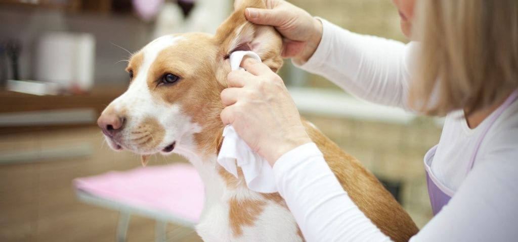 Ørebetennelse hos hund | Asker Dyreklinkk