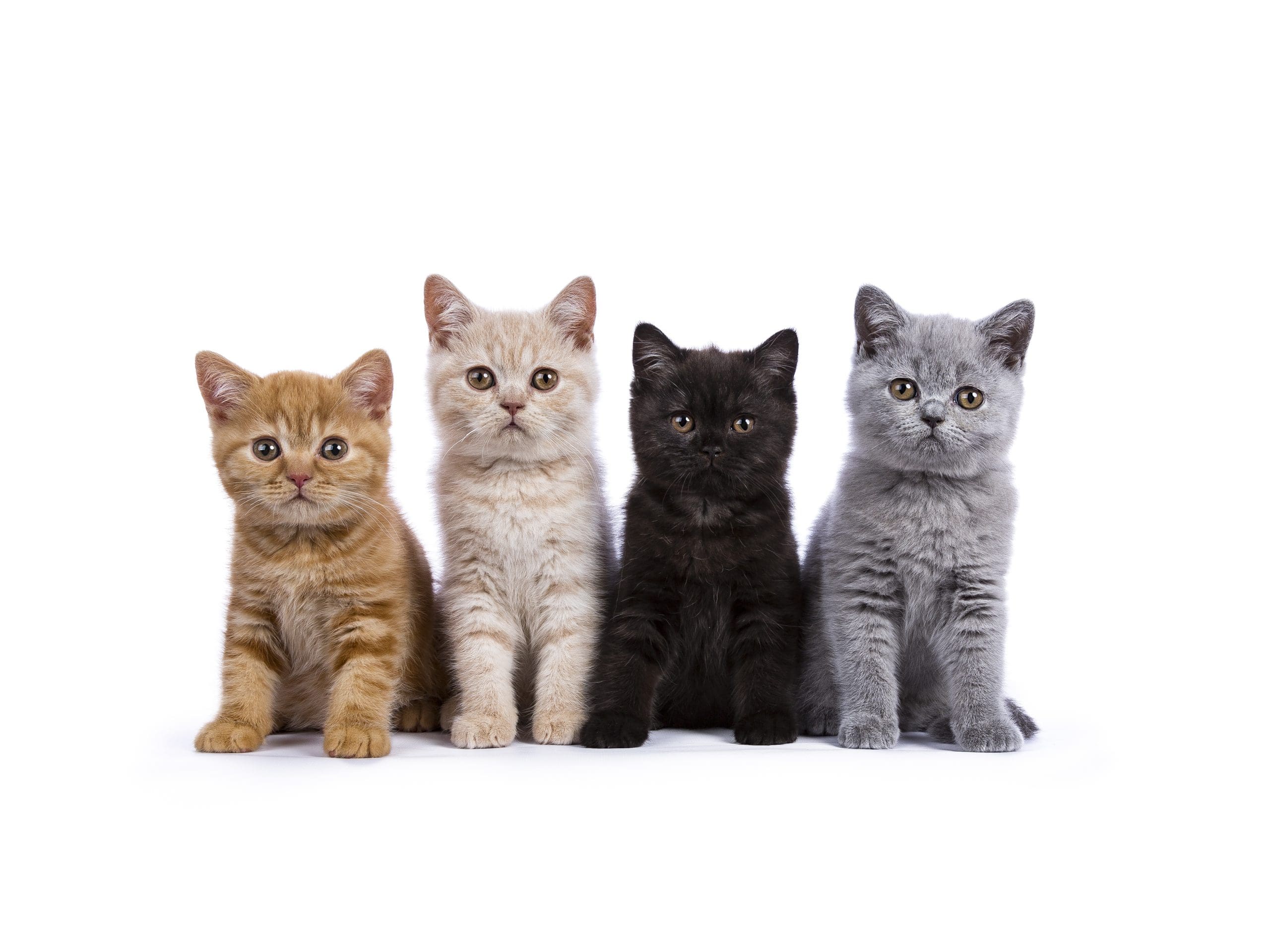 Nyheter 1 Row of four British Shorthair cats / kittens sitting isolated on white background facing camera