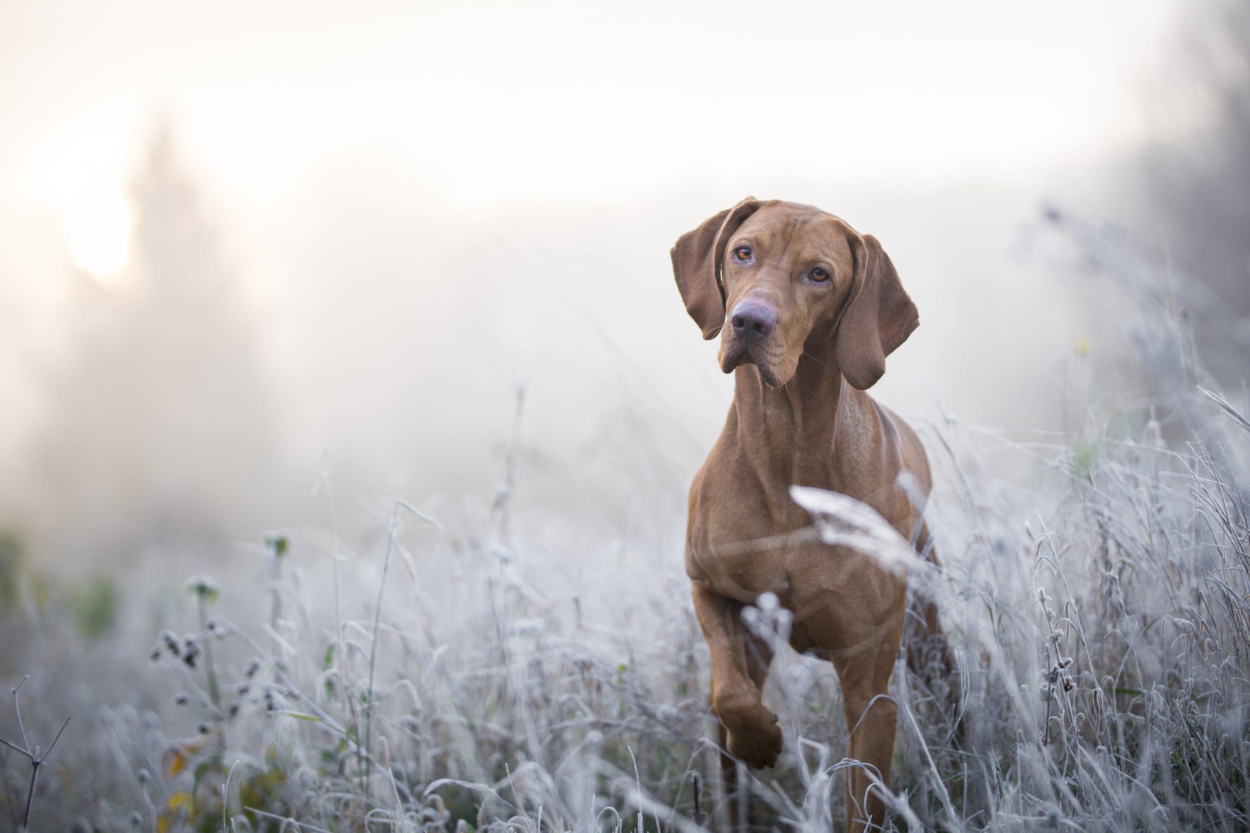 Hungarian hound dog in freezy winter time