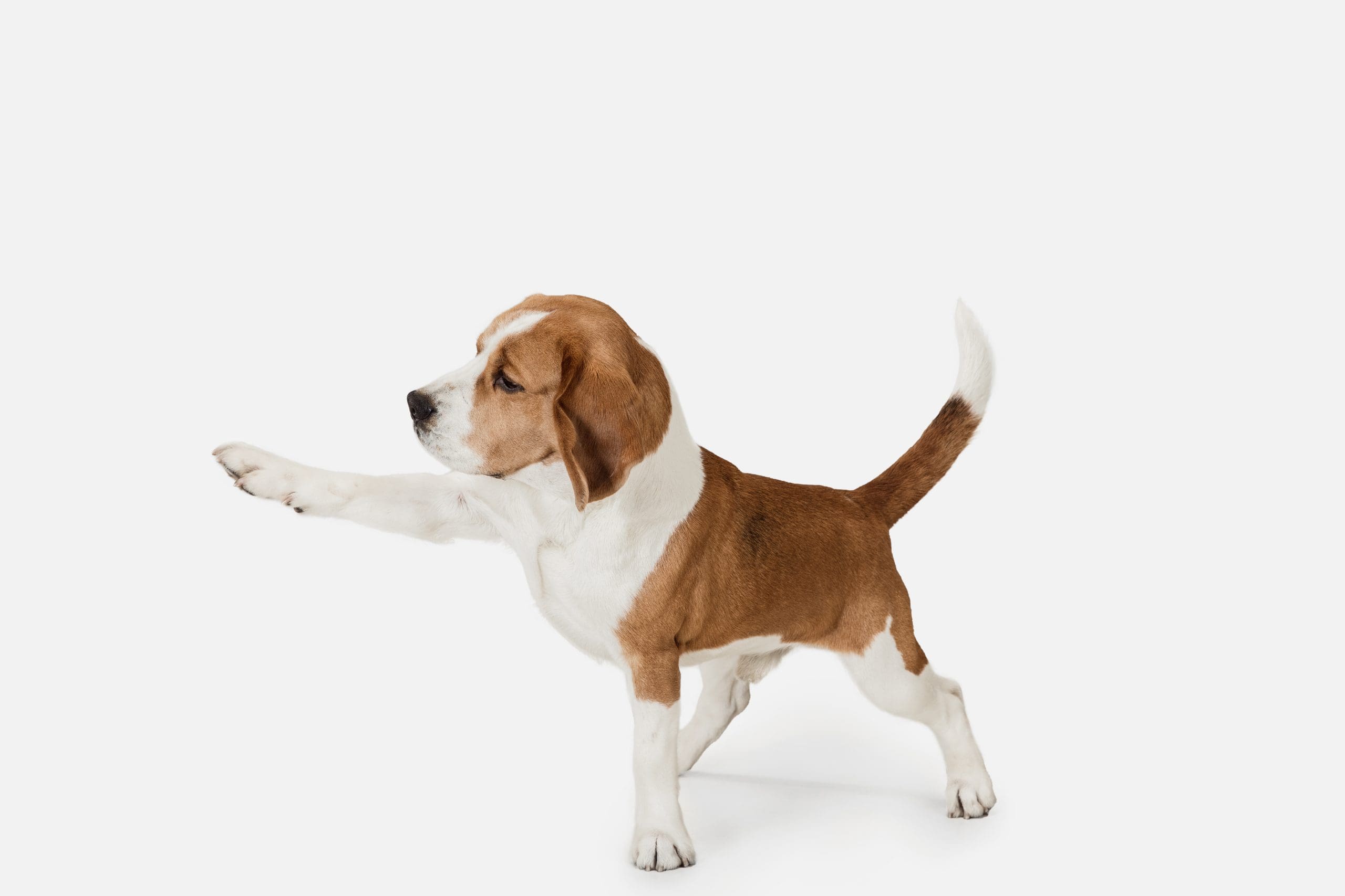 Friend.,Portrait,Of,Funny,Active,Pet,,Cute,Dog,Beagle,Posing